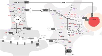 How Energy Metabolism Supports Cerebral Function: Insights from 13C Magnetic Resonance Studies In vivo